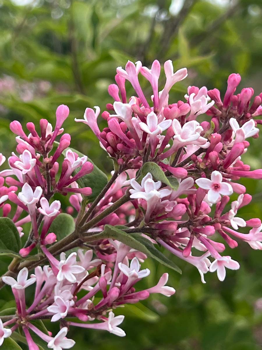 Syringa microphylla 'Superba' op stam bloem