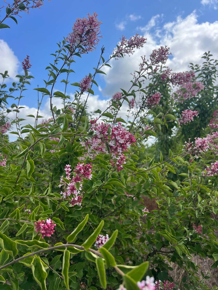 Syringa microphylla 'Superba' Tuinplanten bloesem