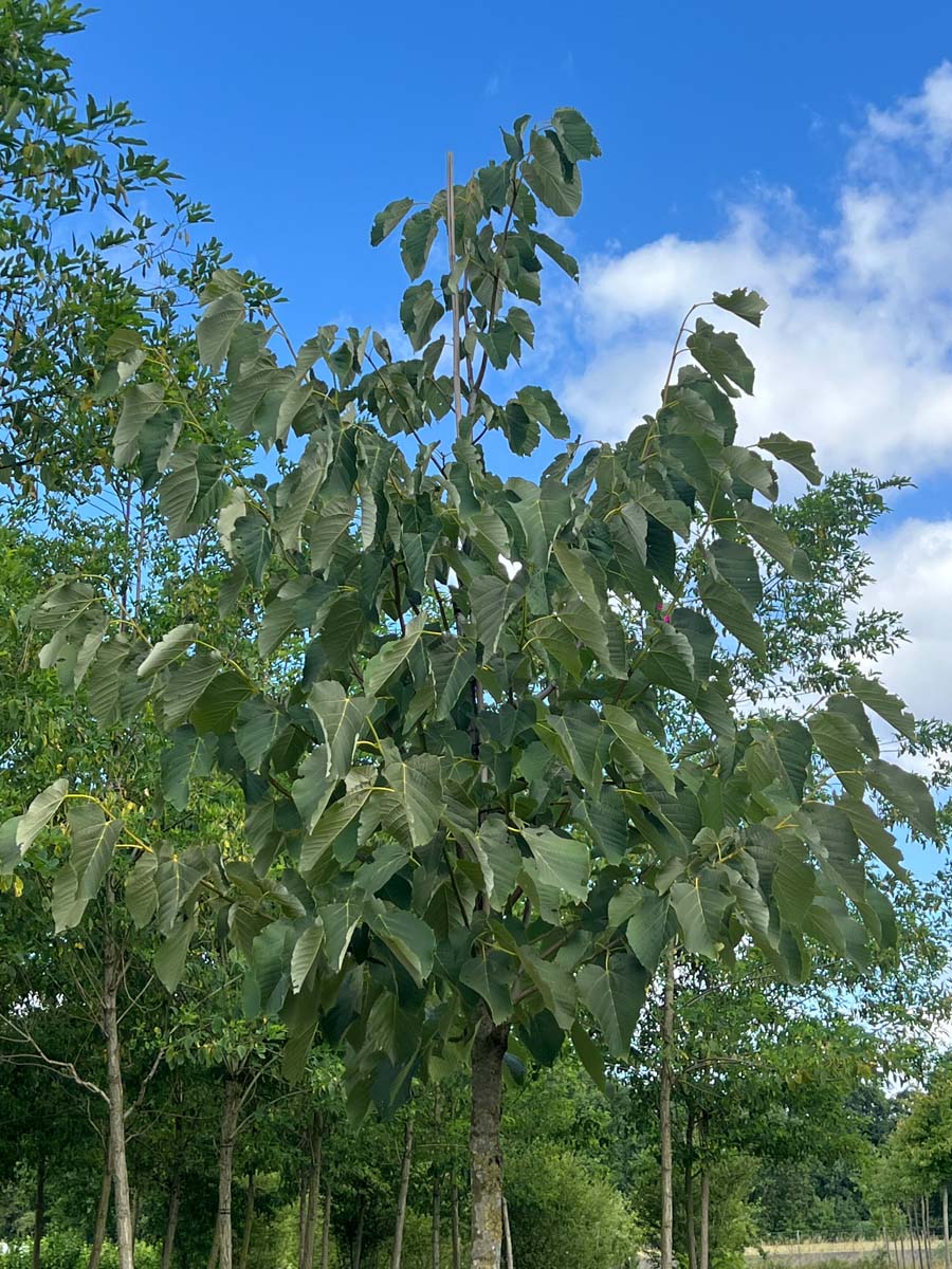 Tilia americana 'Neglect' op stam kroon