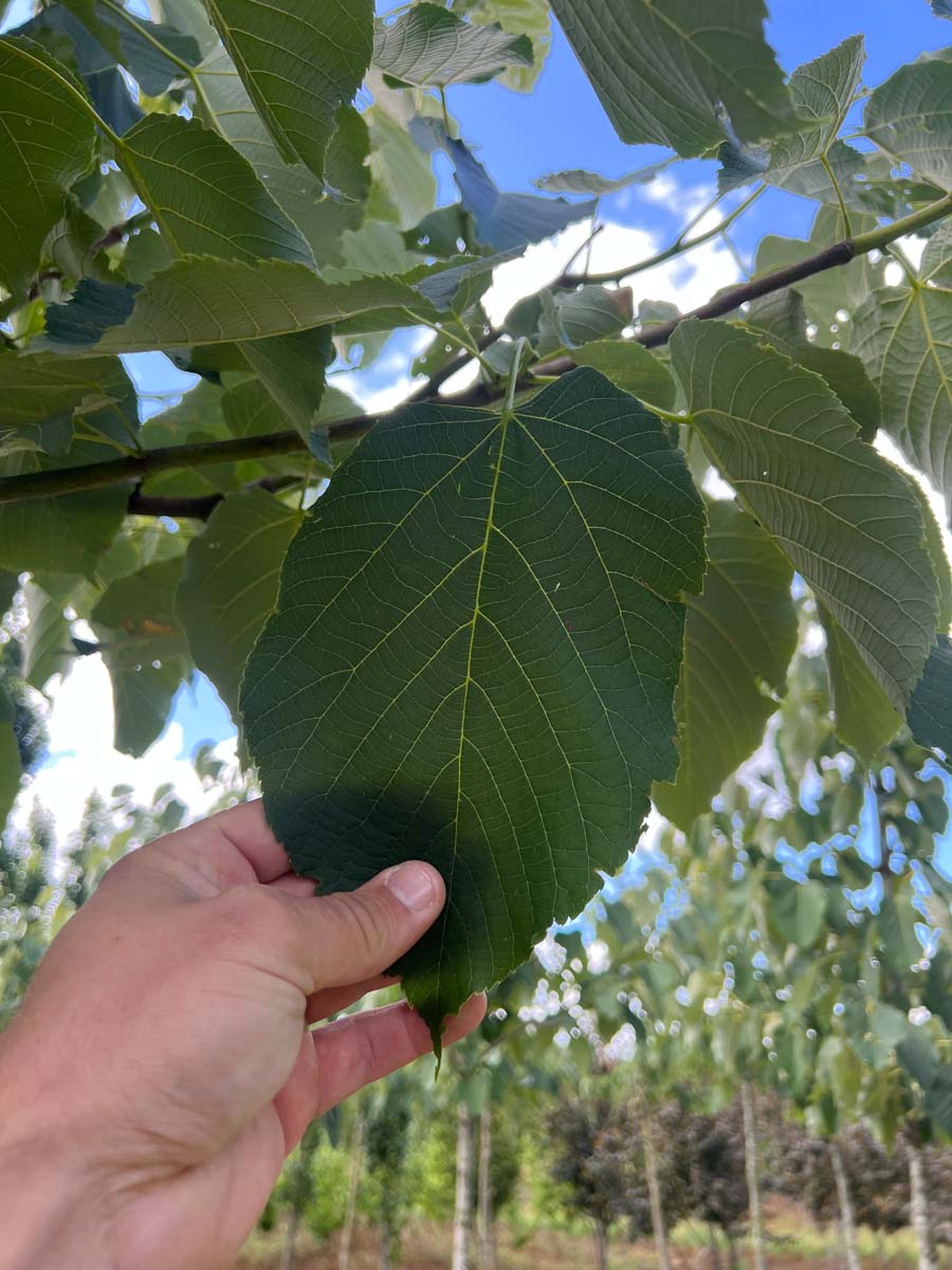 Tilia americana 'Neglect' op stam blad