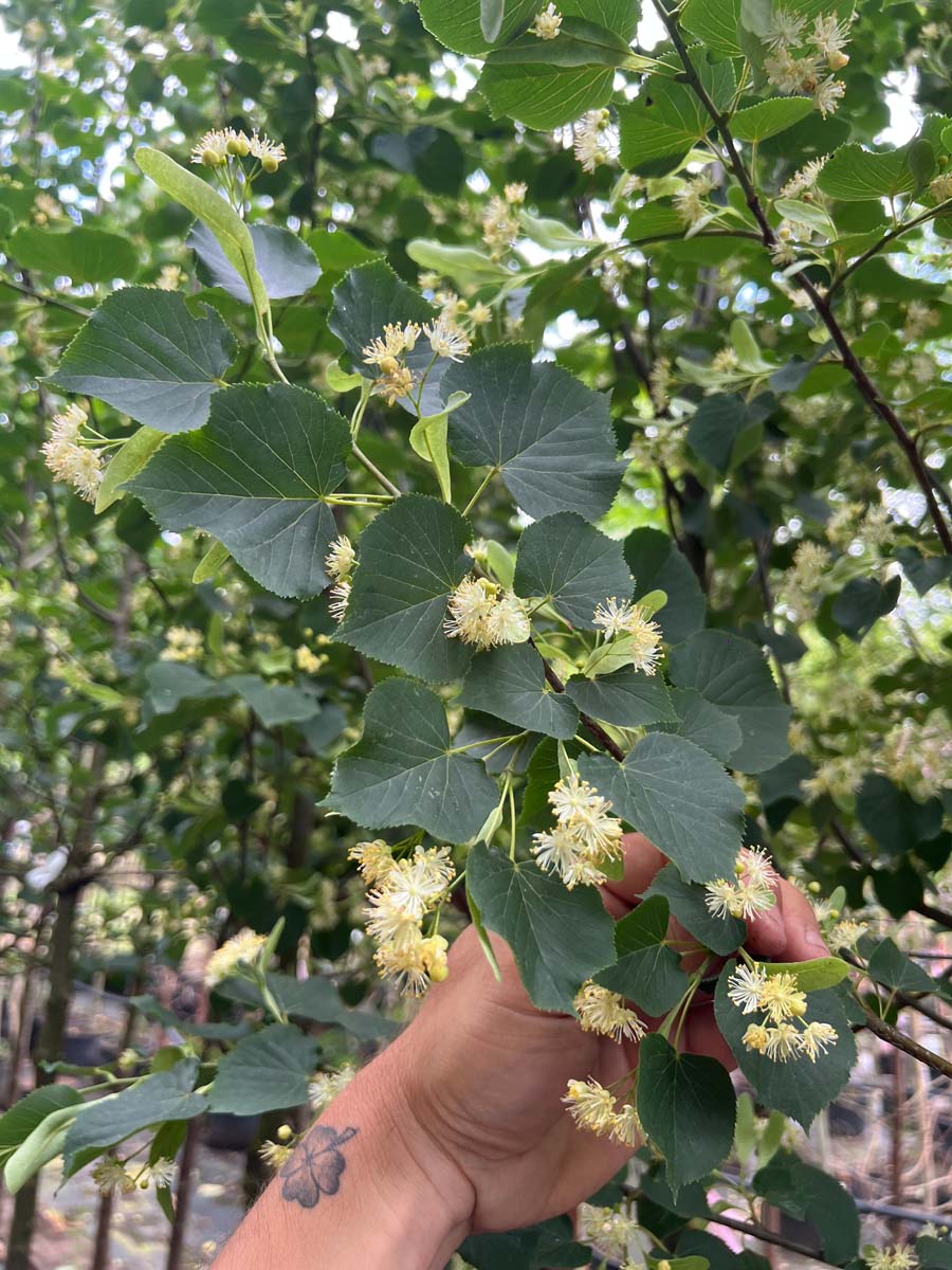 Tilia cordata 'Böhlje' leiboom bloem