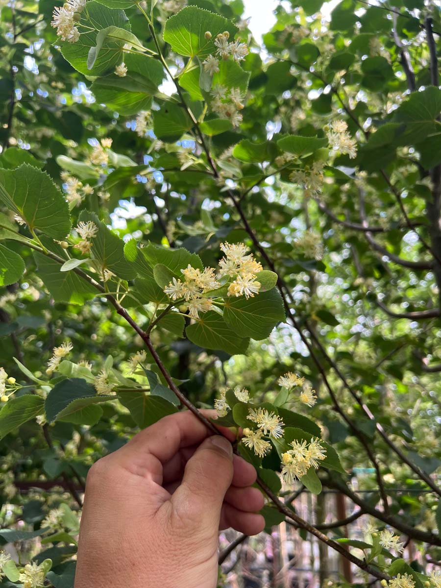 Tilia cordata 'Böhlje' op stam bloesem