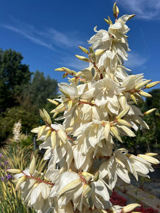 Yucca filamentosa 'Color Guard' bloem