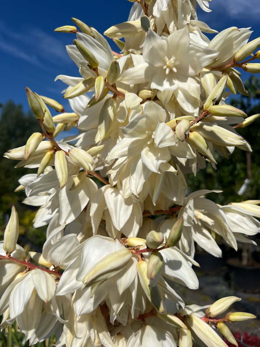 Yucca filamentosa 'Color Guard' bloesem