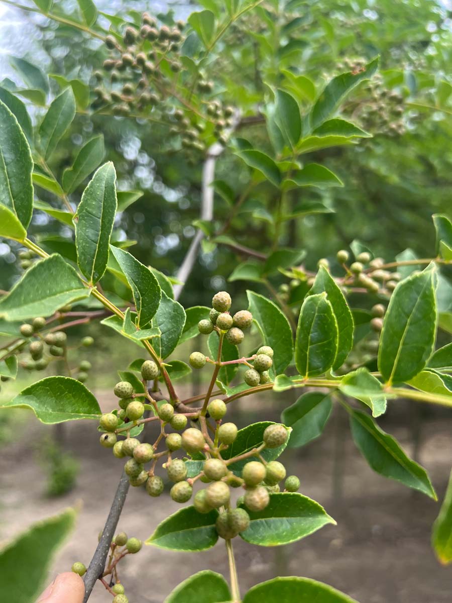 Zanthoxylum simulans meerstammig / struik blad