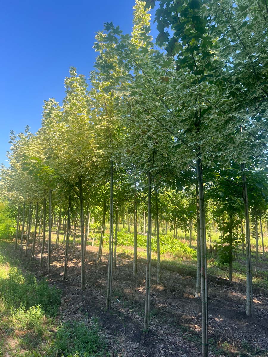 Acer platanoides 'Drummondii' op stam op stam