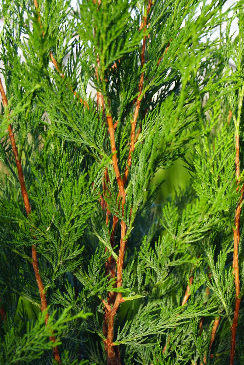 Cupressocyparis leylandii 'Tweeduizendéén' Gartenpflanzen
