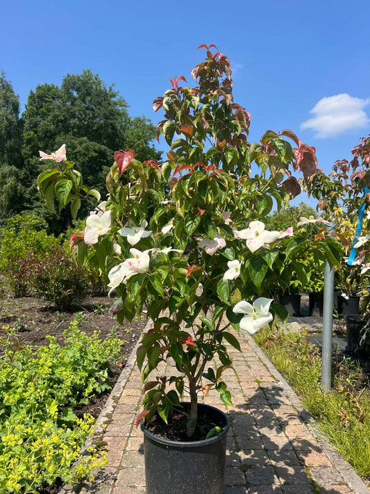 Cornus 'Blooming Pink Tetra' Tuinplanten tuinplanten