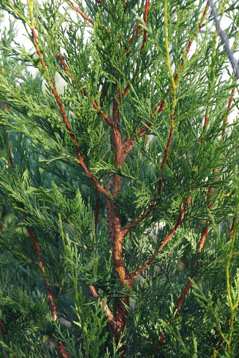 Cupressocyparis leylandii 'Tweeduizendéén' meerstammig / struik