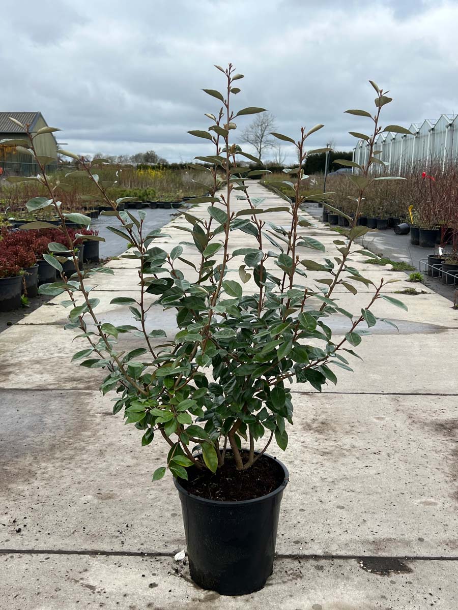 Elaeagnus ebbingei Tuinplanten tuinplanten