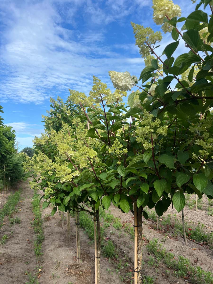 Hydrangea paniculata 'Rensun' op stam op stam