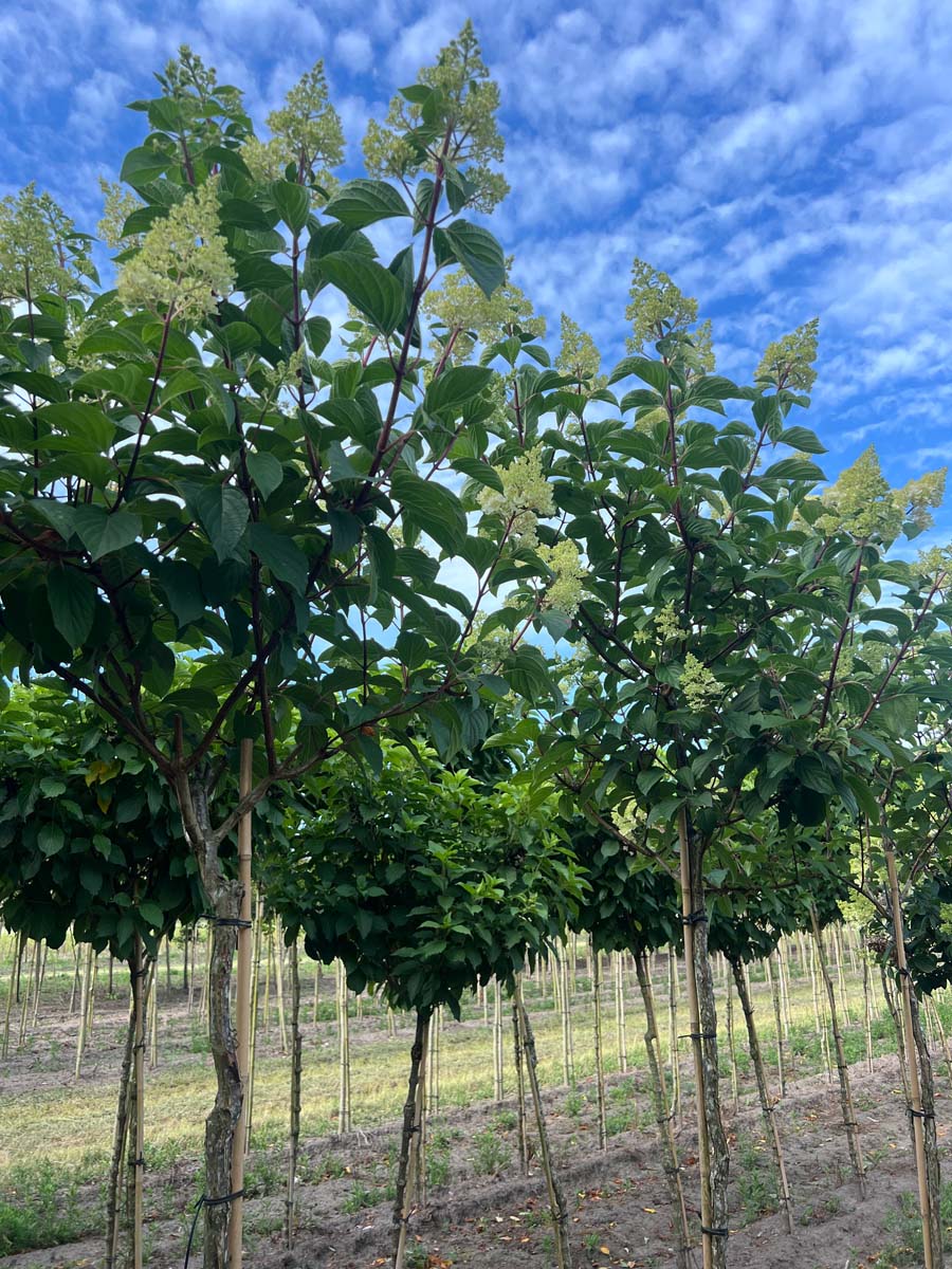 Hydrangea paniculata 'Rensun' op stam op stam