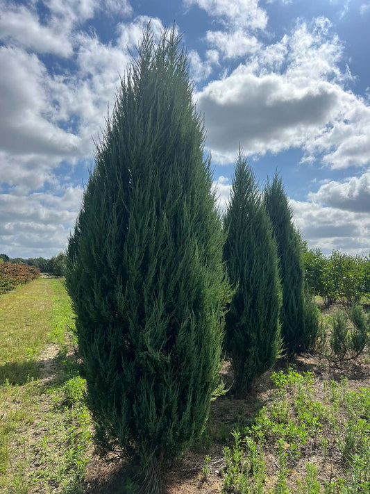 Juniperus scopulorum 'Blue Arrow' solitair