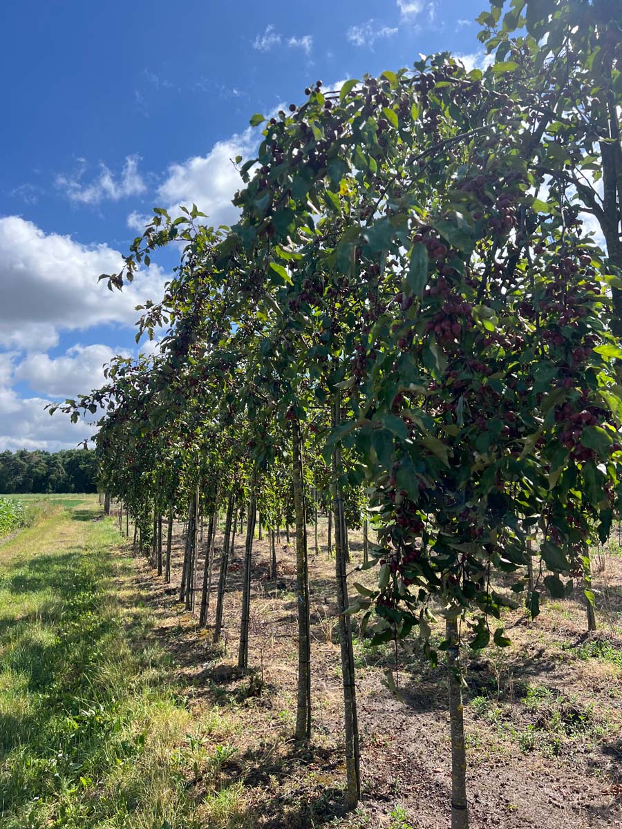 Malus 'D.V.P. Obel' op stam op stam