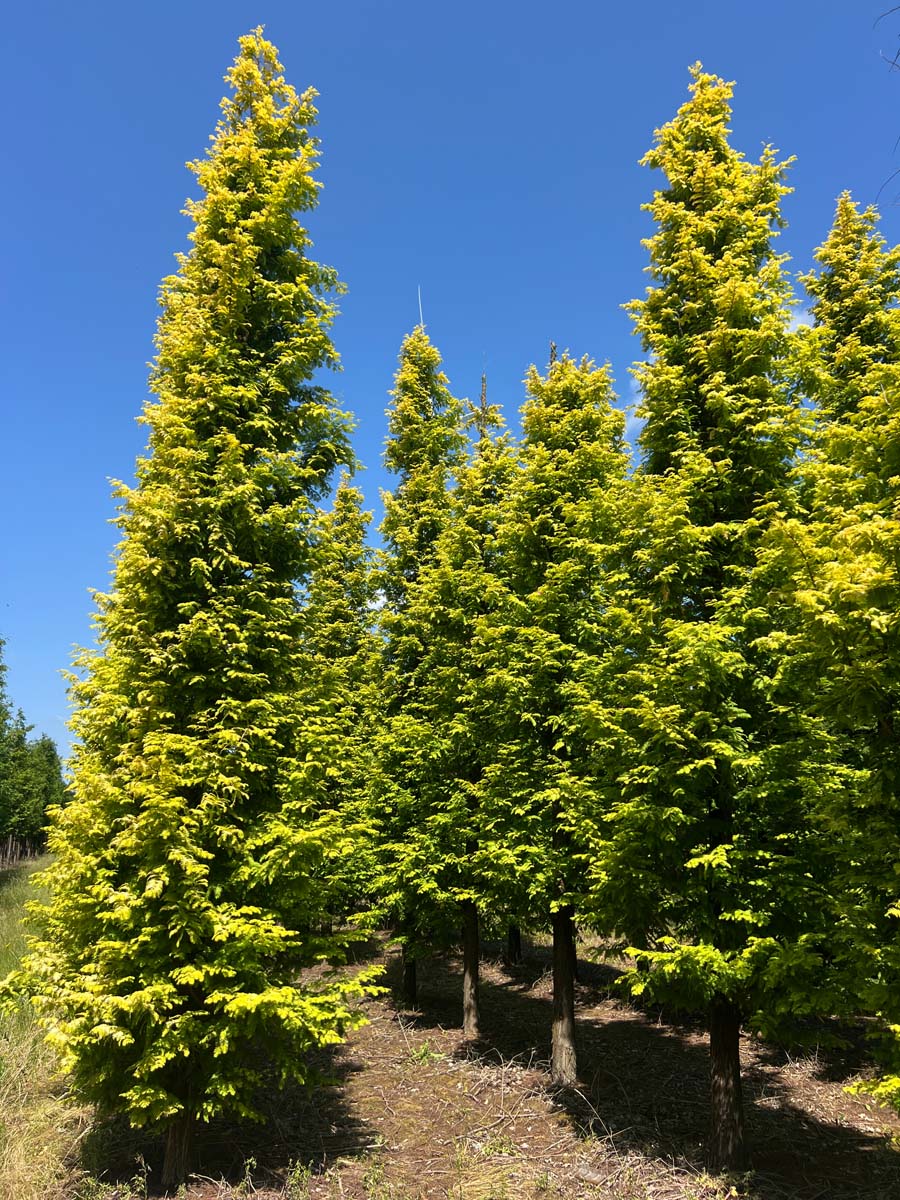 Metasequoia glyptostroboides 'Ogon' solitair solitair