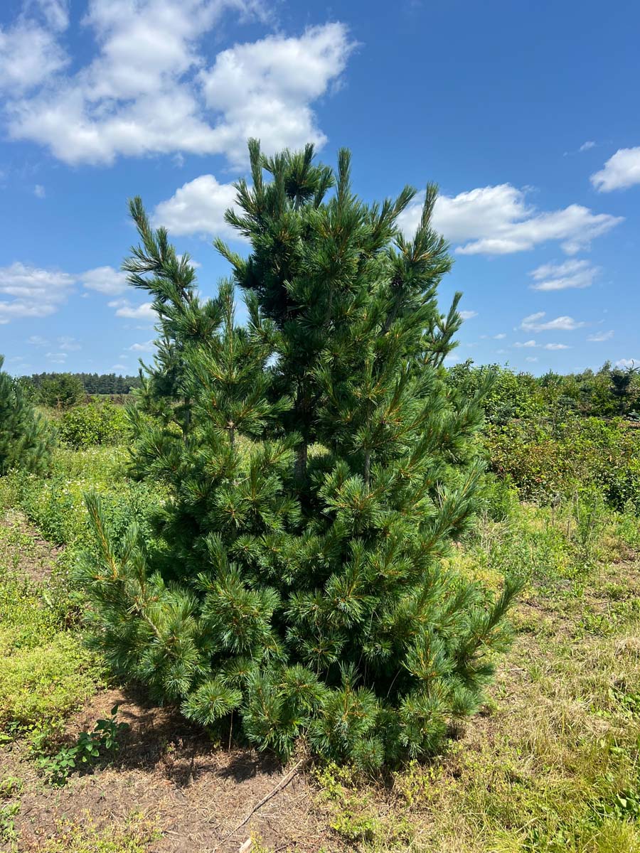 Pinus peuce solitair