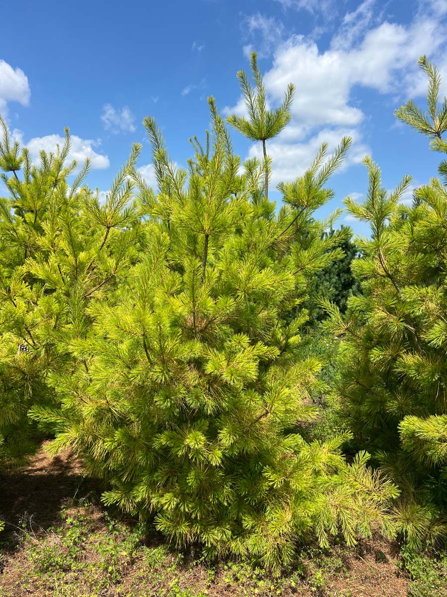 Pinus strobus 'Louie' solitair