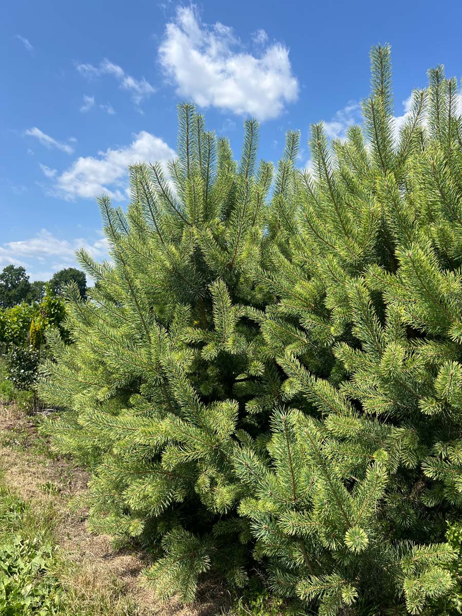 Pinus sylvestris 'Candlelight' solitair