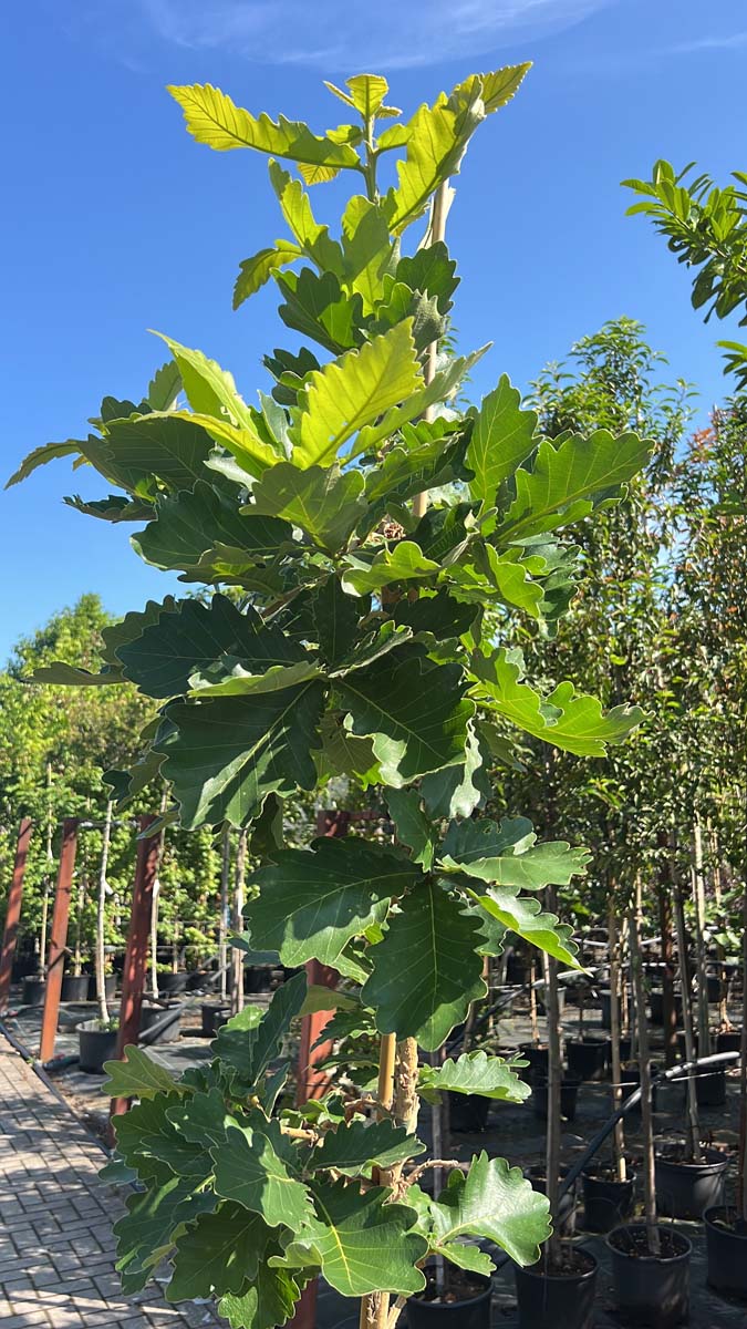 Quercus dentata 'Sir Harold Hillier' Tuinplanten tuinplanten