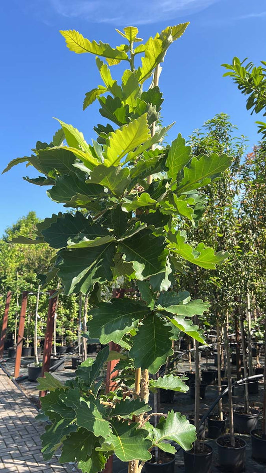 Quercus dentata 'Sir Harold Hillier' Tuinplanten tuinplanten
