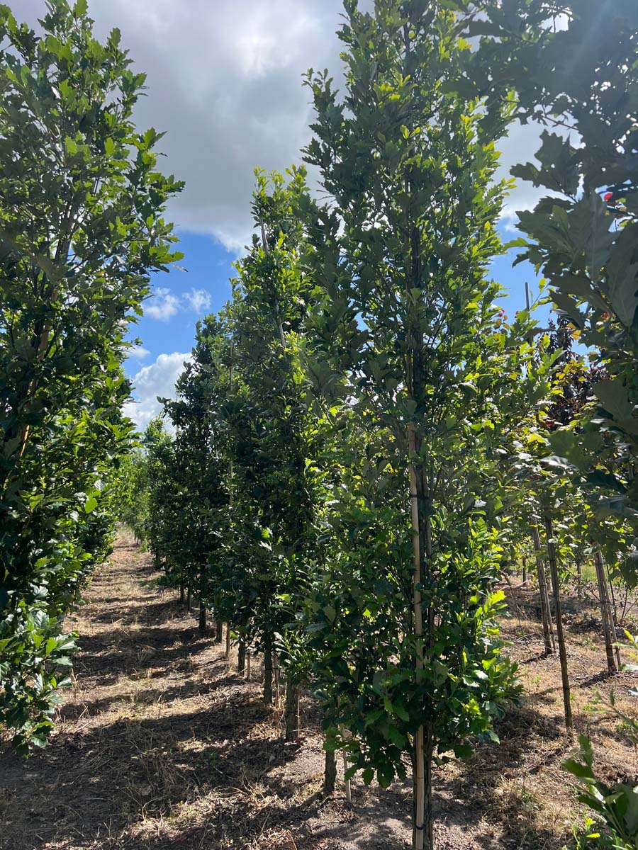 Quercus warei 'Long' op stam geveerd