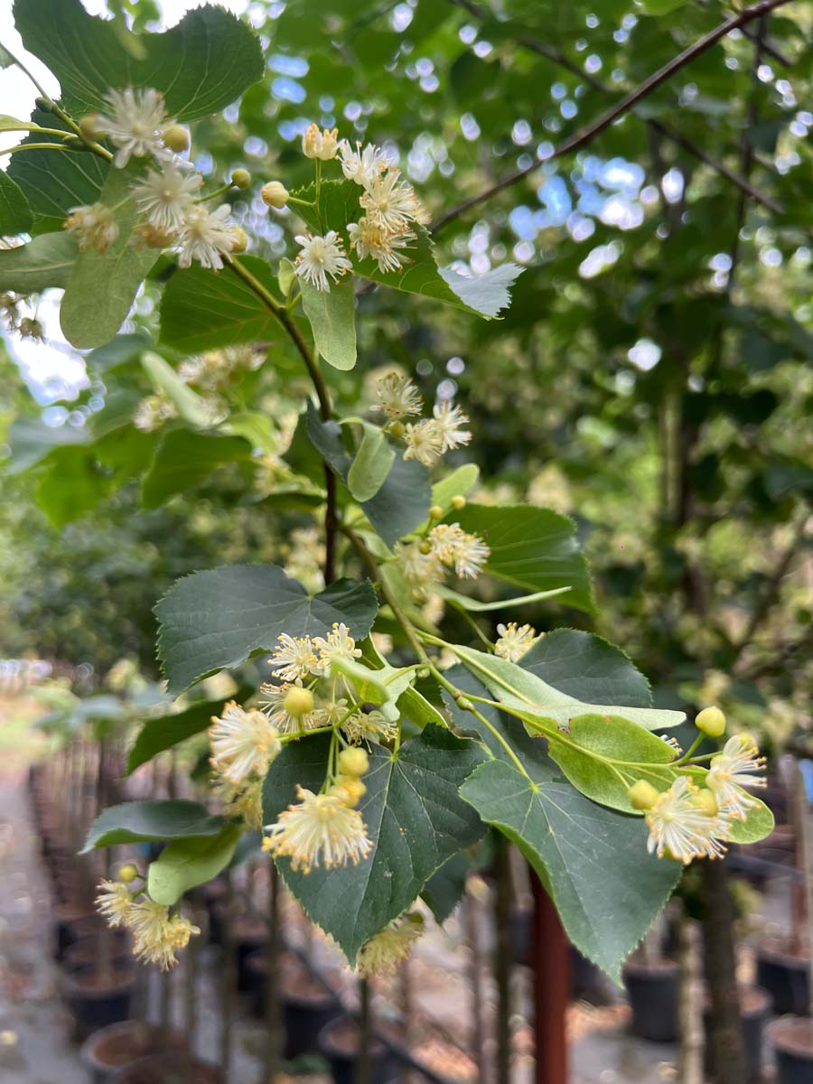 Tilia cordata 'Böhlje' leiboom bloesem