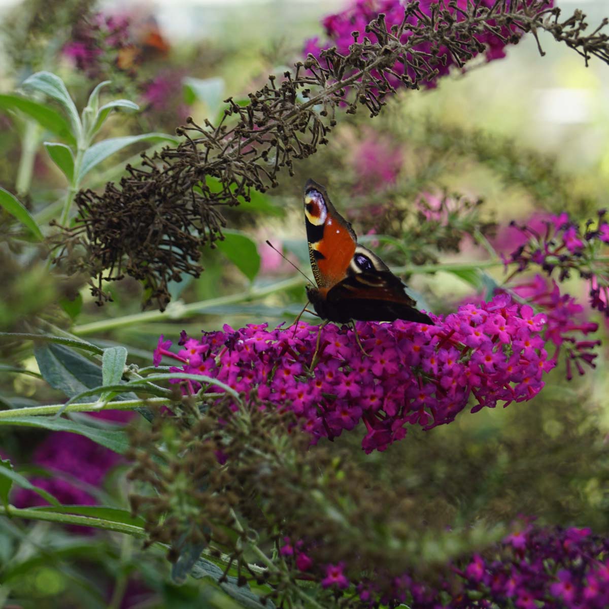 Buddleja 'SRPBUD374' biodiversiteit