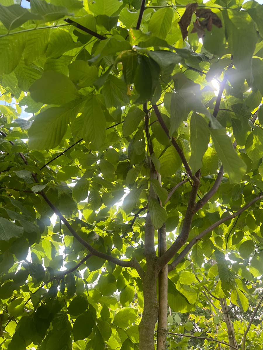 Cladrastis kentukea op stam kroon