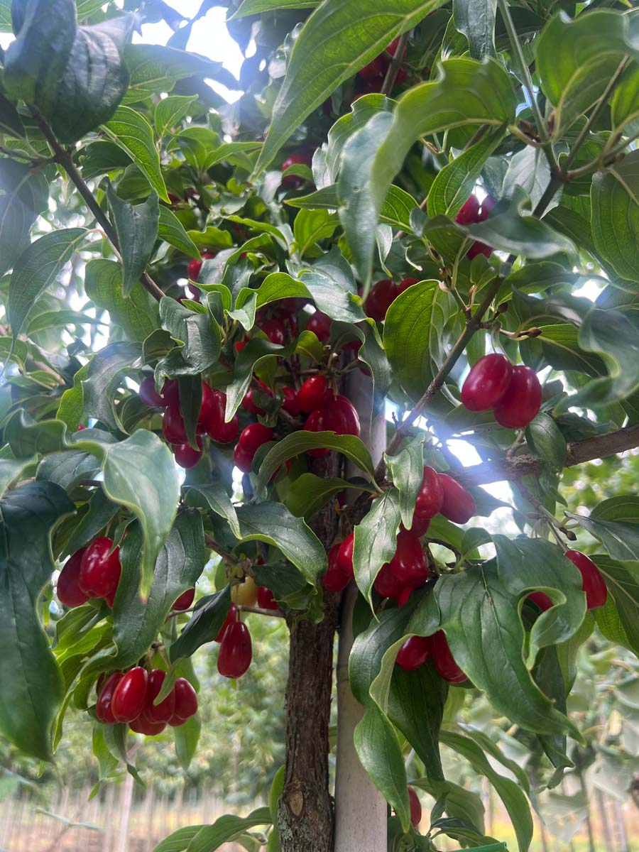 Cornus officinalis Tuinplanten vrucht