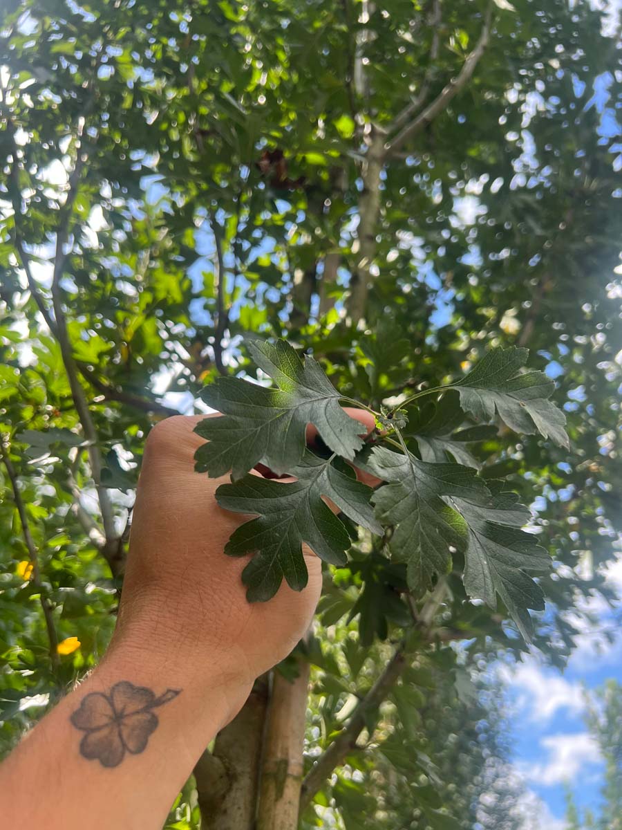 Crataegus monogyna 'Stricta' meerstammig / struik blad