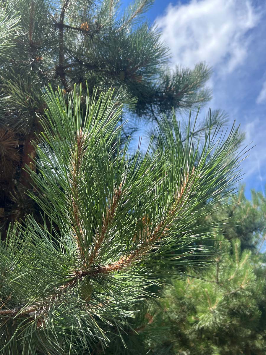 Pinus nigra op stam naald