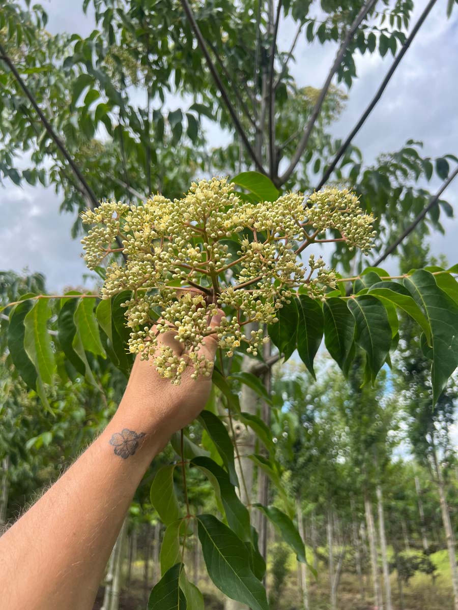 Tetradium daniellii op stam bloem