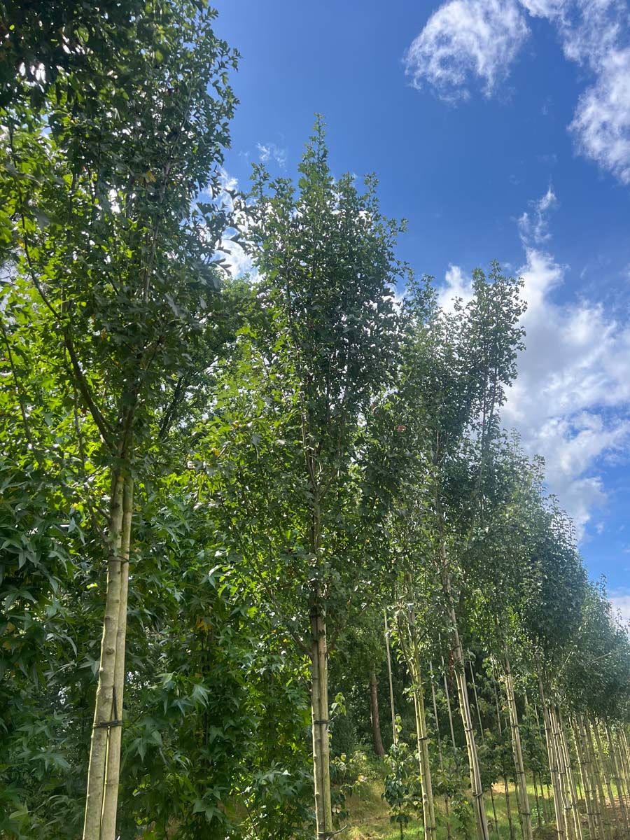Crataegus monogyna 'Stricta' op stam op stam