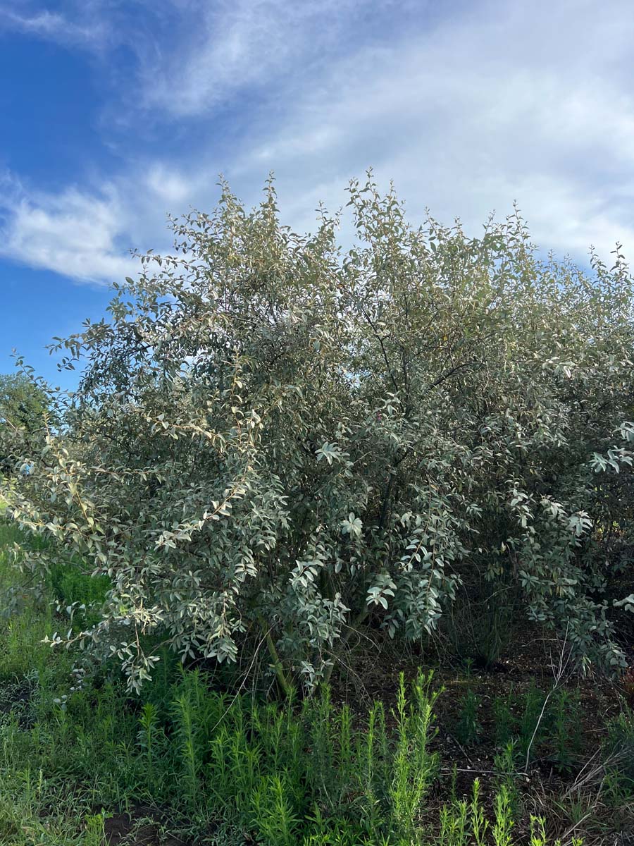 Elaeagnus 'Quicksilver' meerstammig / struik struik