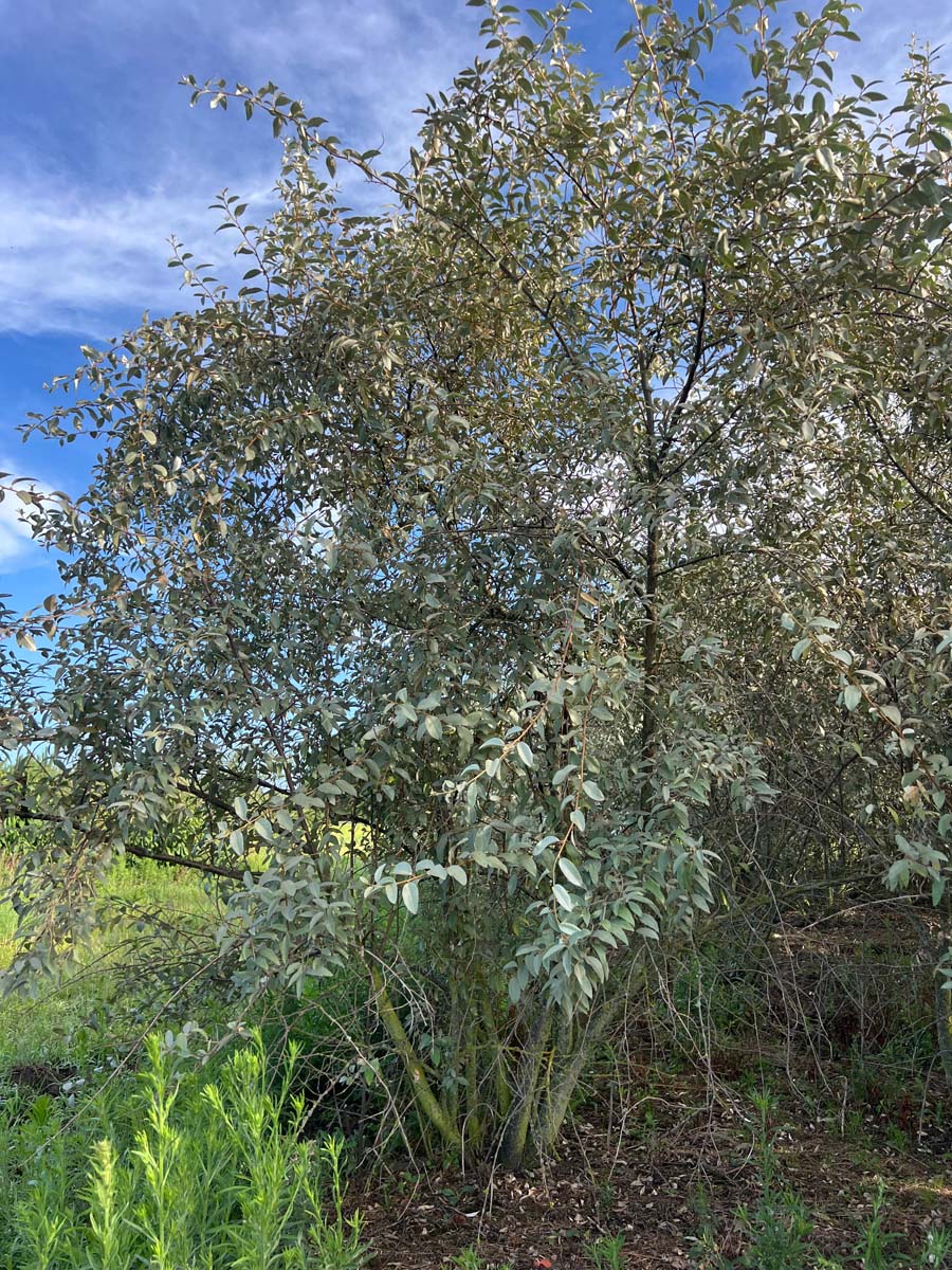 Elaeagnus 'Quicksilver' meerstammig / struik struik