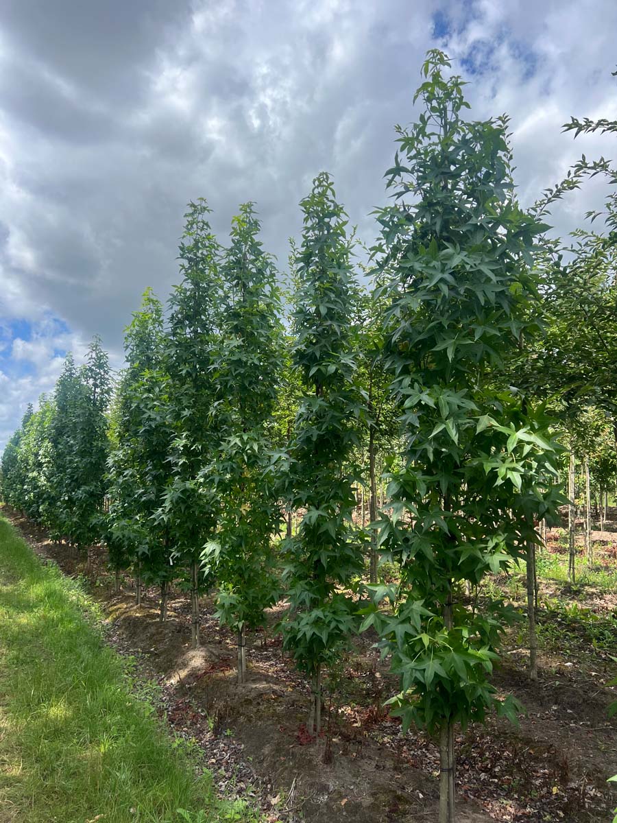 Liquidambar styraciflua 'Slender Silhouette' op stam geveerd
