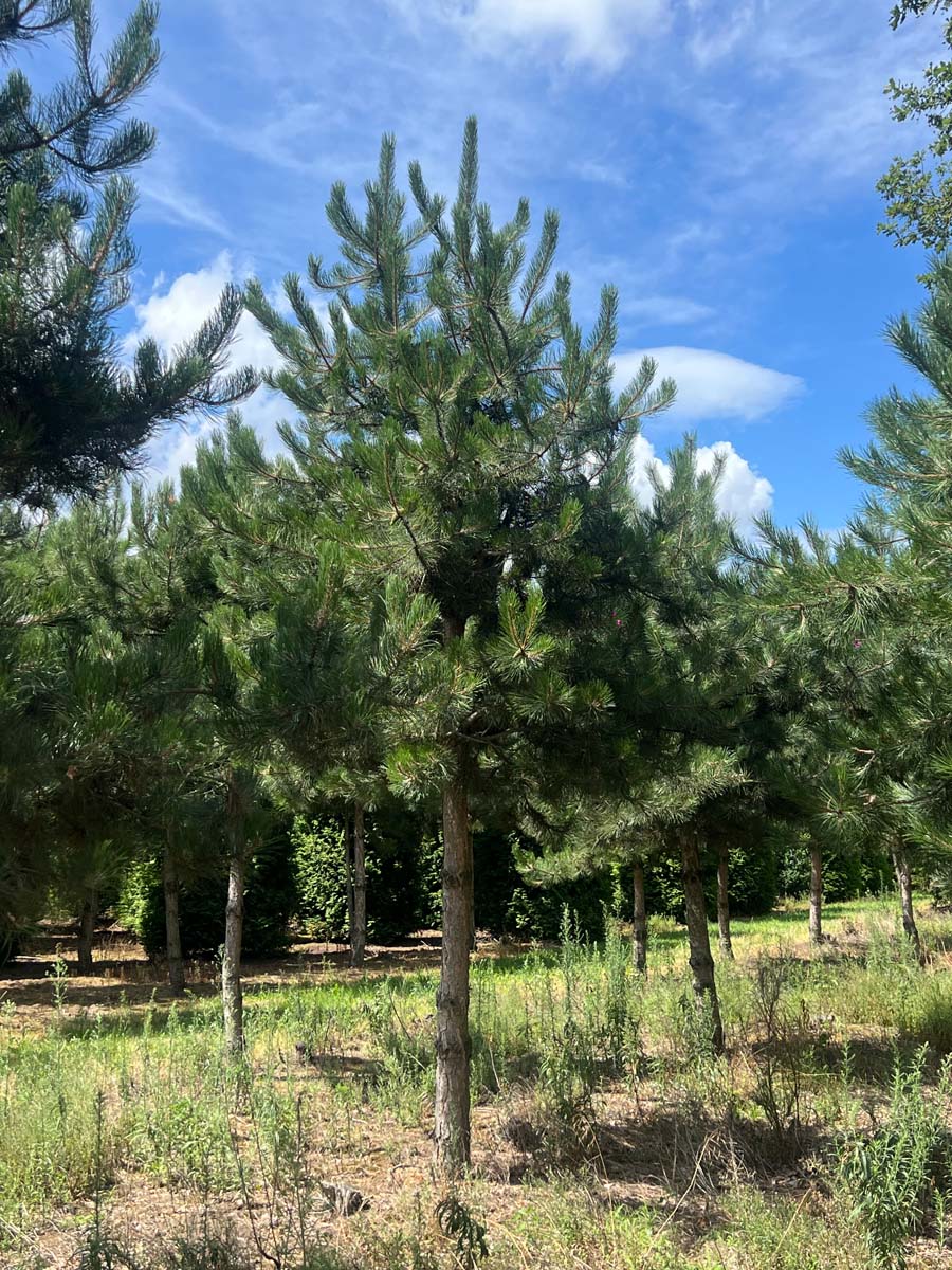 Pinus nigra op stam op stam