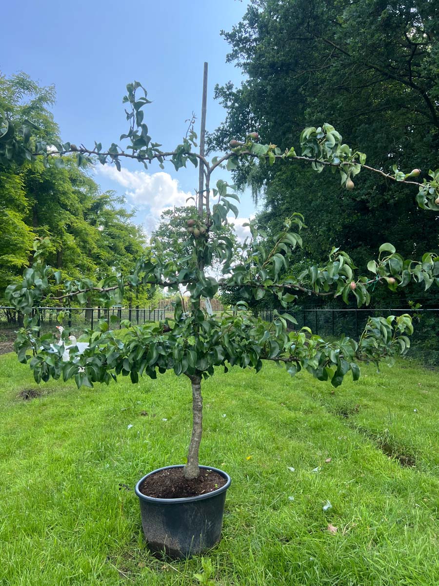 Pyrus communis 'Conference' leiboom leiboom