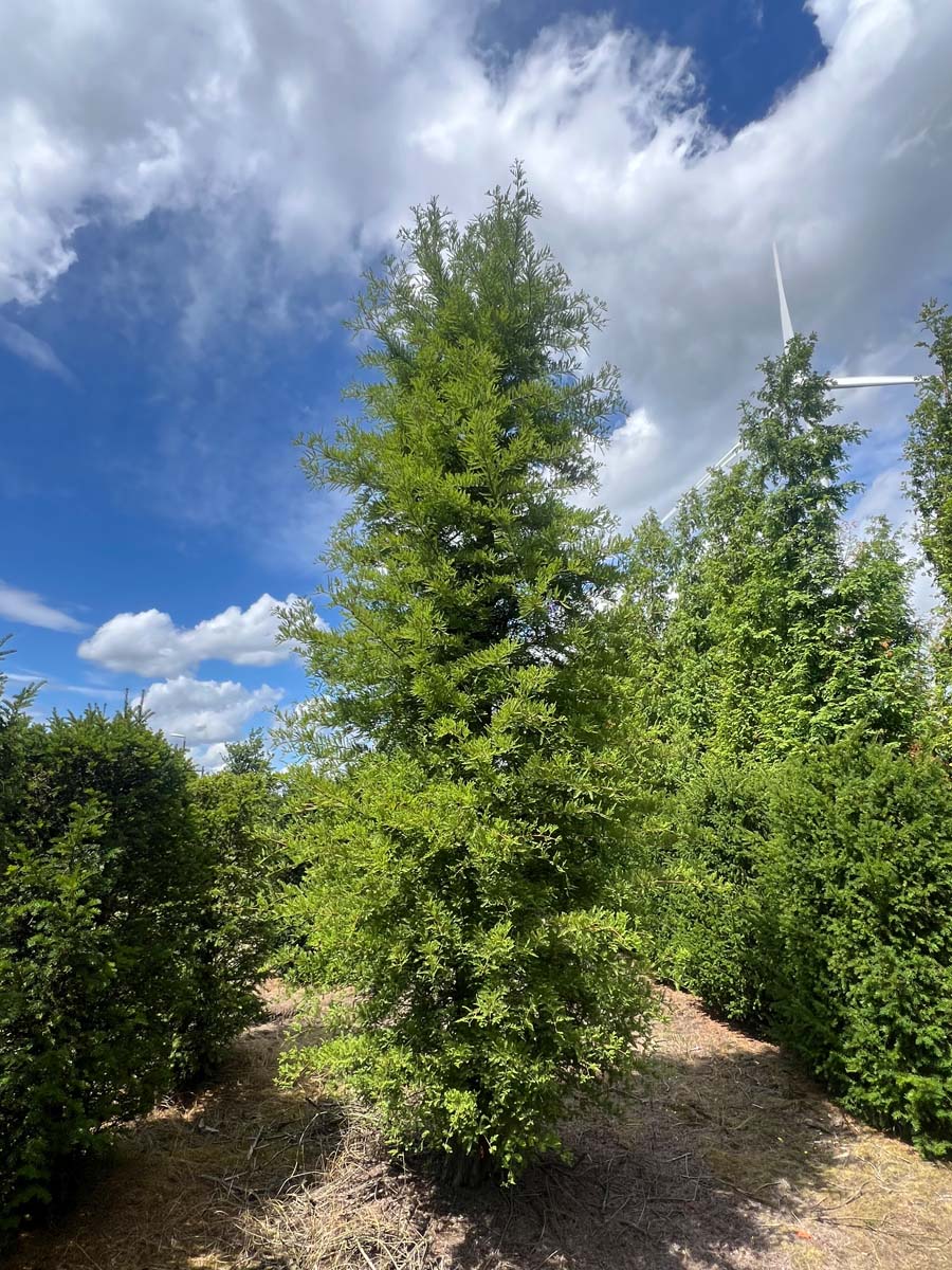 Taxodium distichum solitair solitair