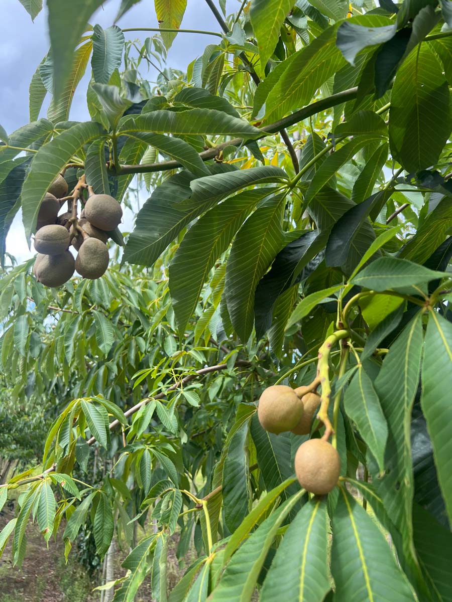 Aesculus flava op stam blad