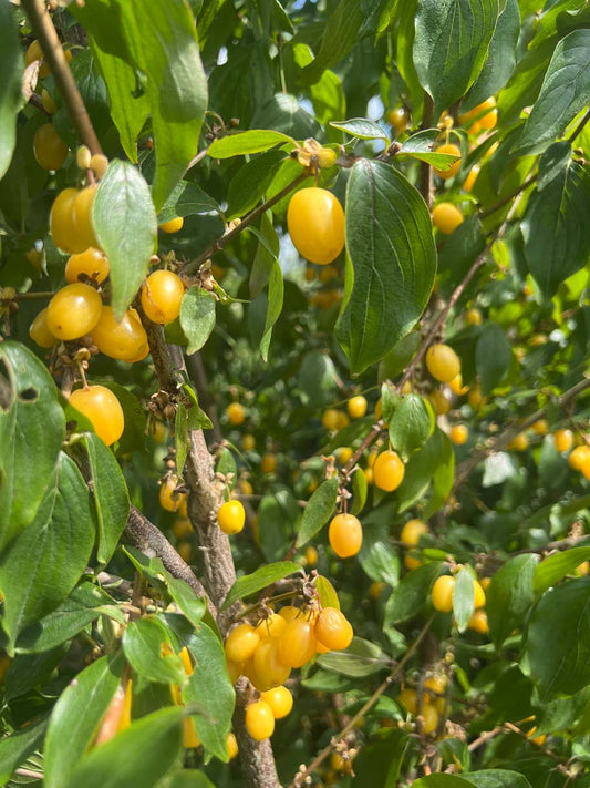 Cornus mas Tuinplanten vrucht
