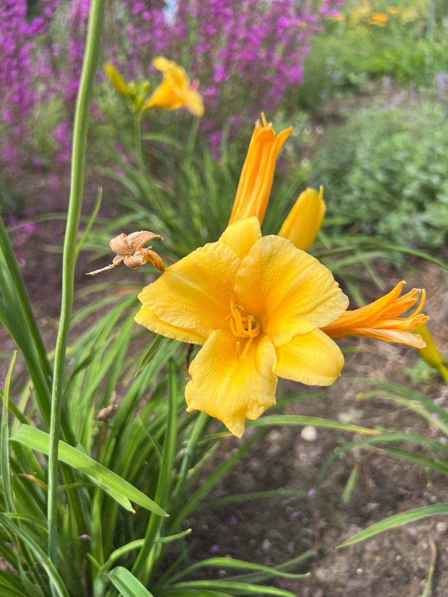 Hemerocallis 'Stella de Oro' bloem