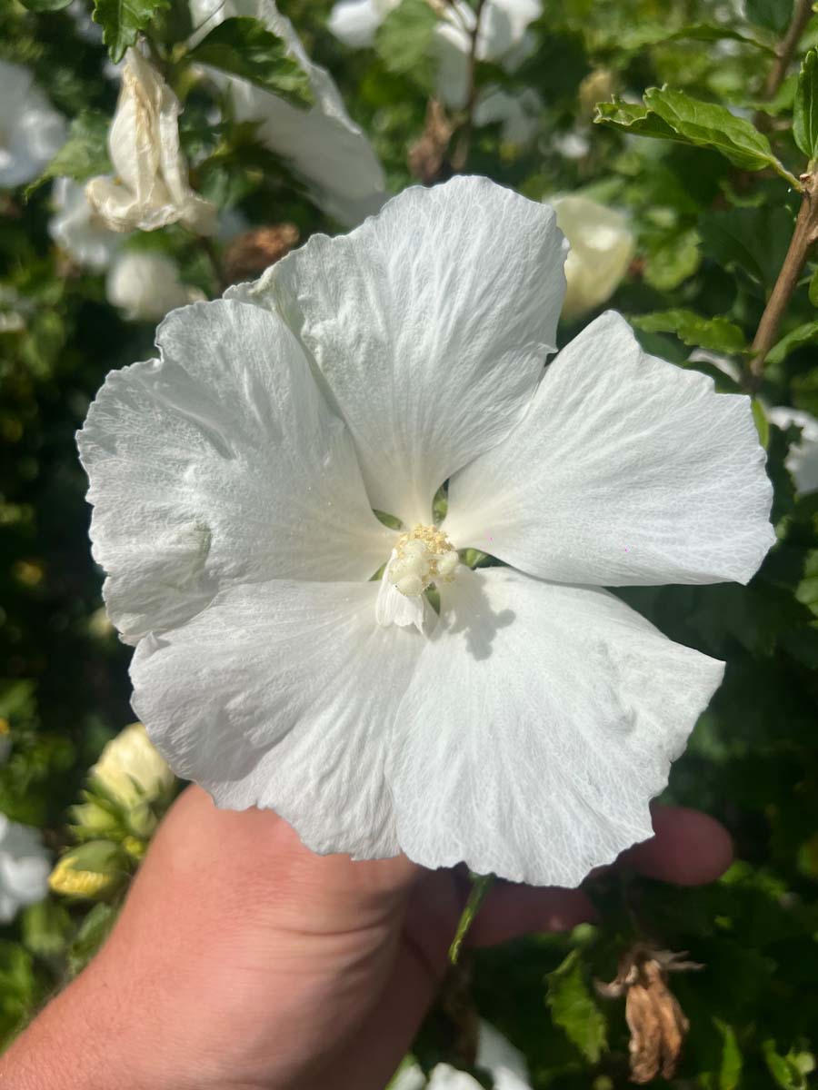 Hibiscus syriacus 'Diana' op stam bloem