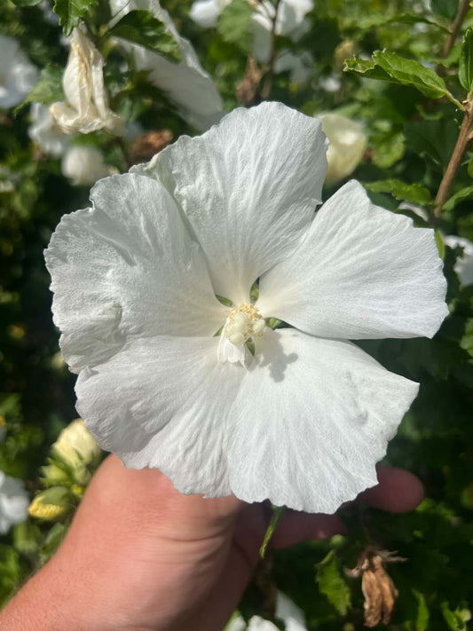 Hibiscus syriacus 'Diana' op stam bloem