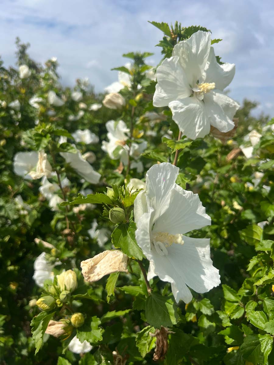 Hibiscus syriacus 'Diana' meerstammig / struik bloesem