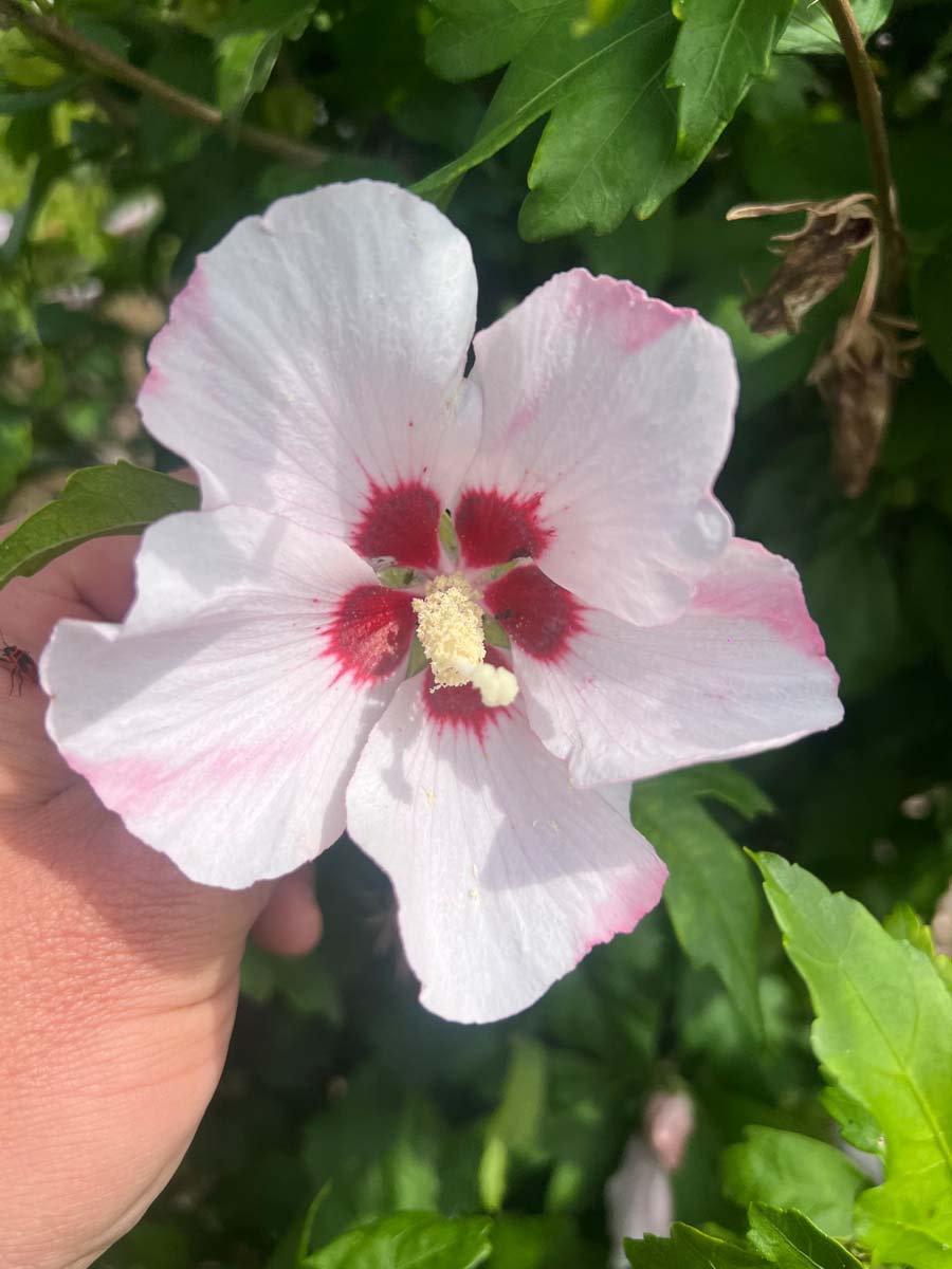 Hibiscus syriacus 'Hamabo' Tuinplanten bloem