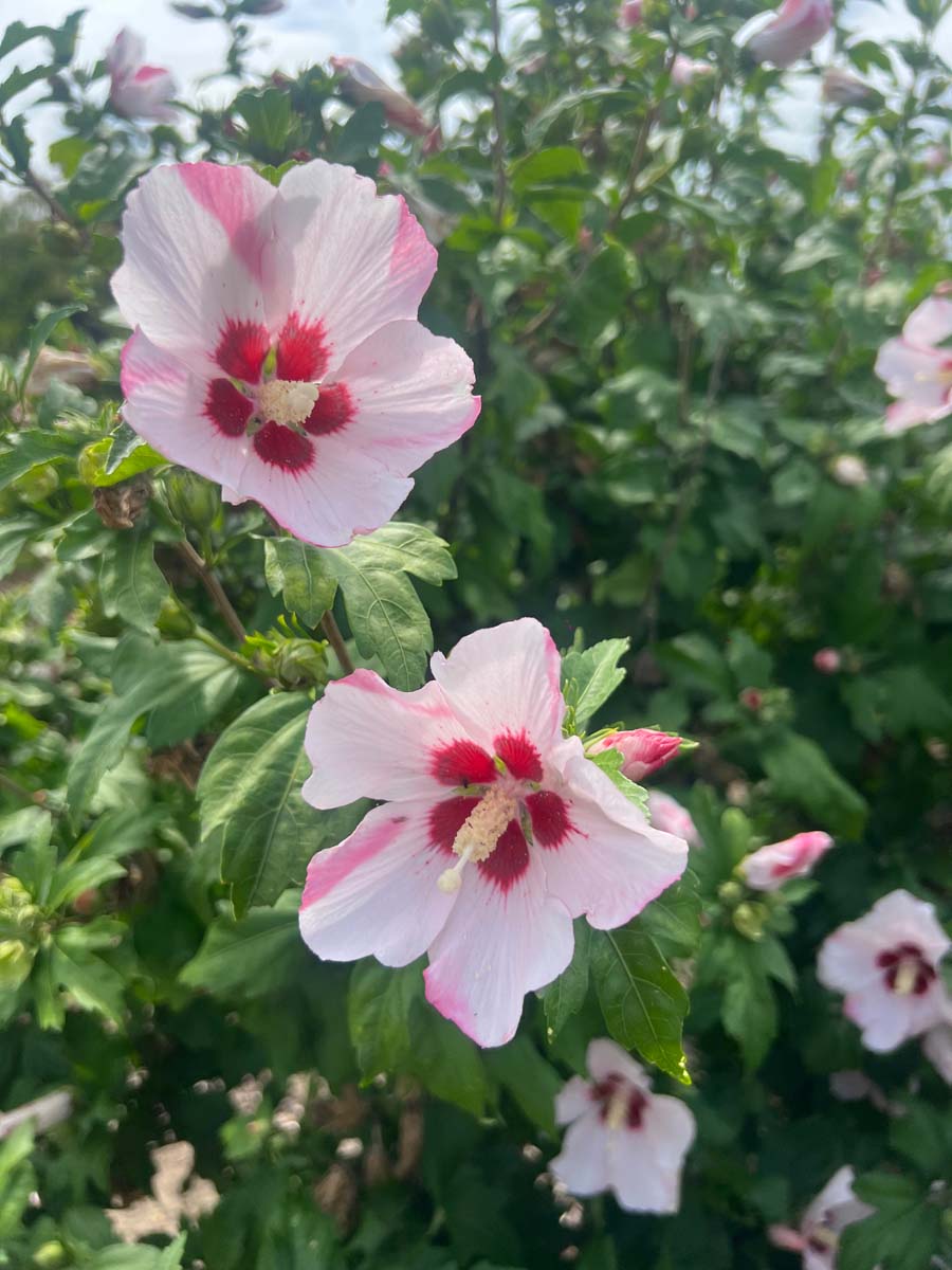 Hibiscus syriacus 'Hamabo' Tuinplanten bloem
