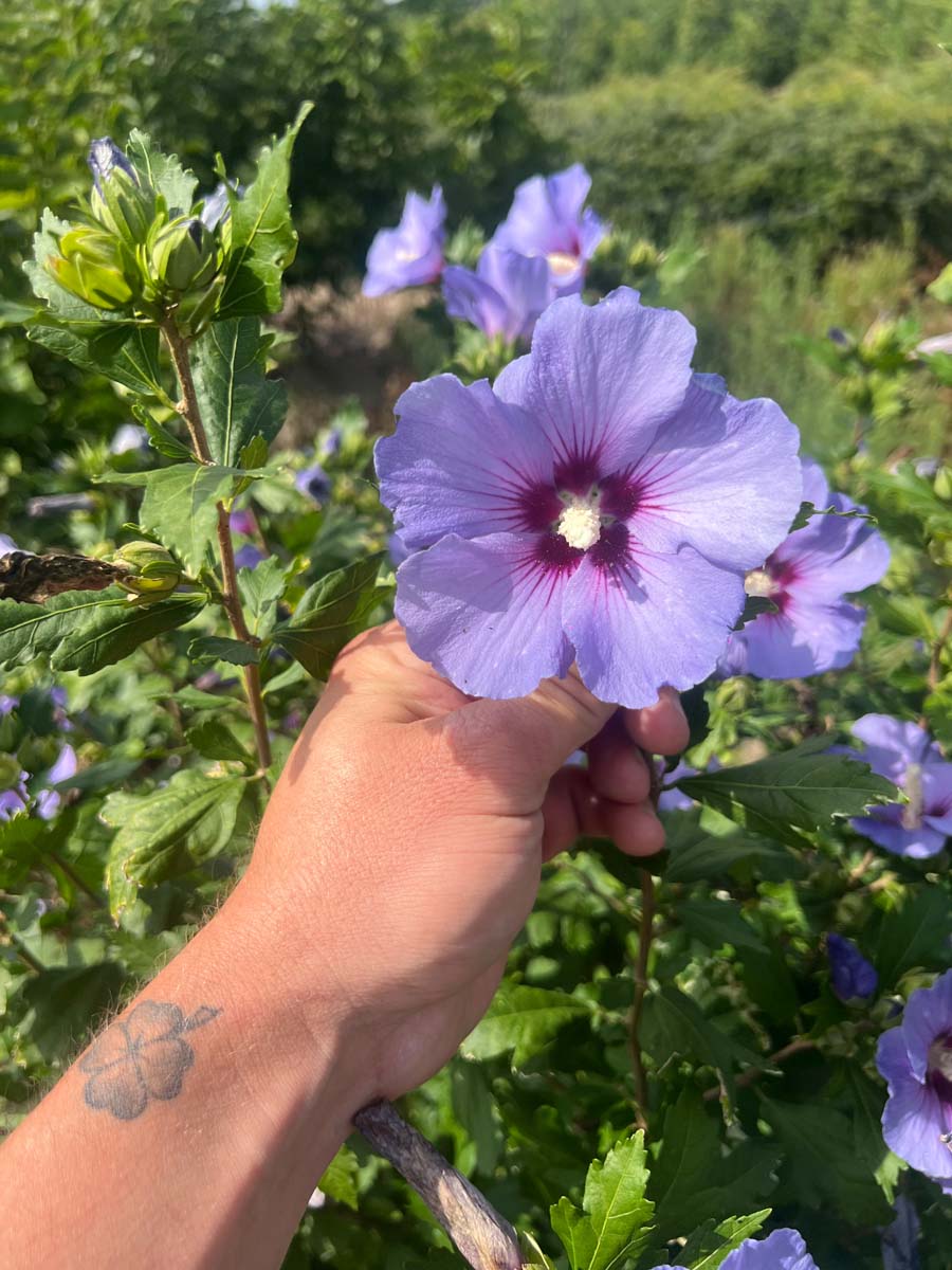 Hibiscus syriacus 'Marina' op stam bloem