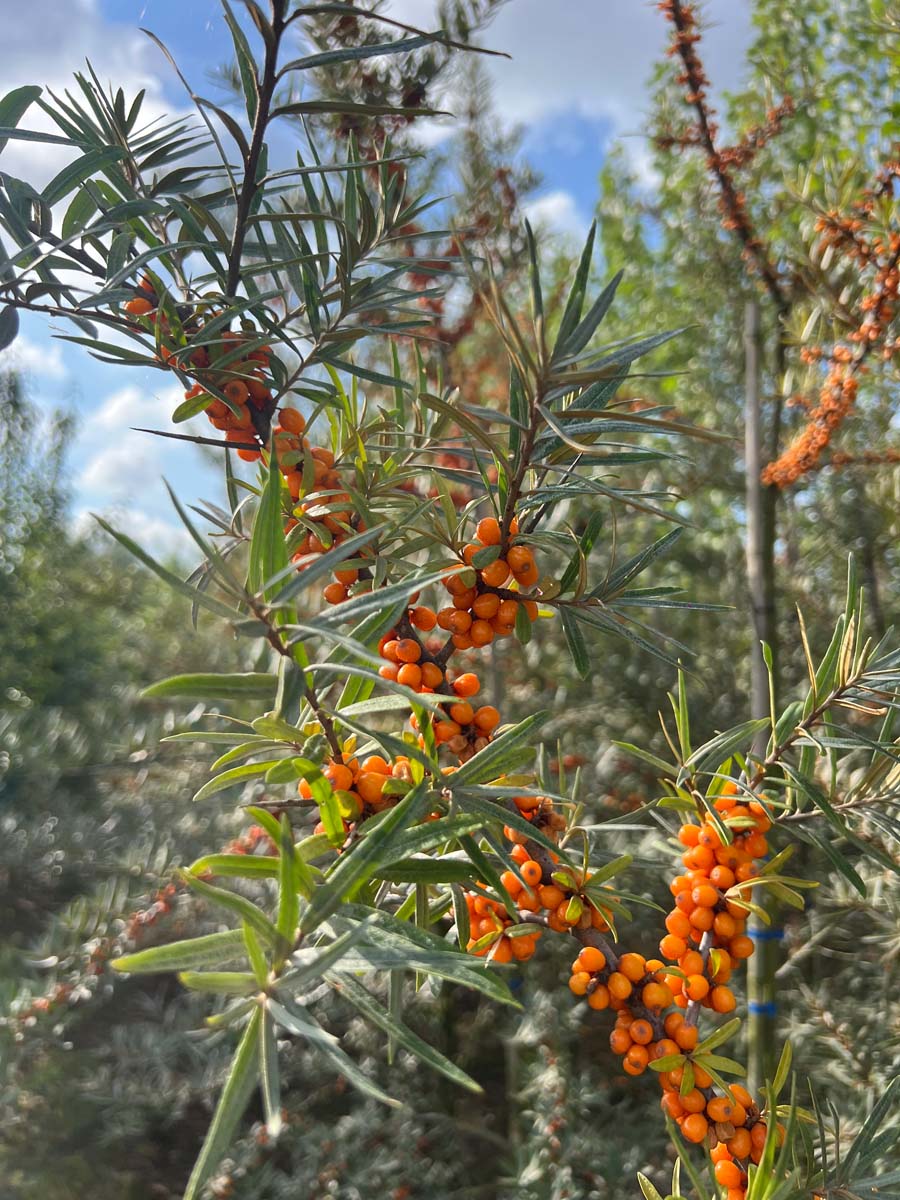 Hippophae rhamnoides meerstammig / struik bes
