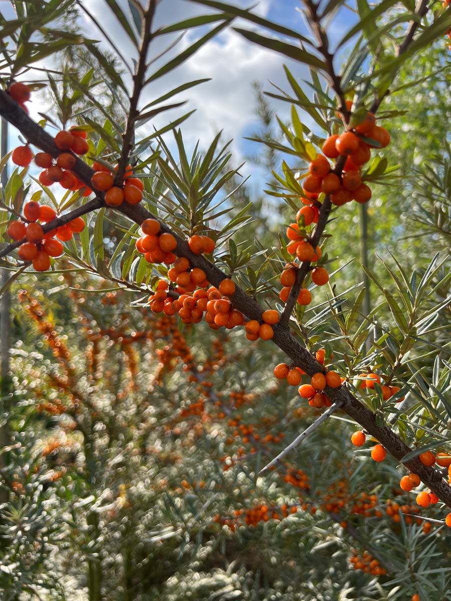 Hippophae rhamnoides meerstammig / struik bes